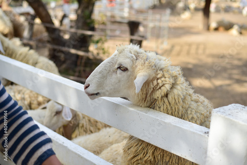  sheep in farmland. photo