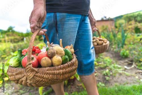 Farmer with vegetables in the basket. Freshly harvested produce in the garden - farm fresh vegetable, organic farming concept. © alicja neumiler