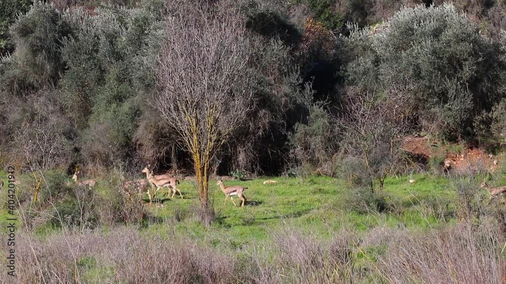 A group of Mountain gazelle in a park called the Deer Valley in Jerusalem A group of Mountain gazelle in a park called the Deer Valley in Jerusalem
