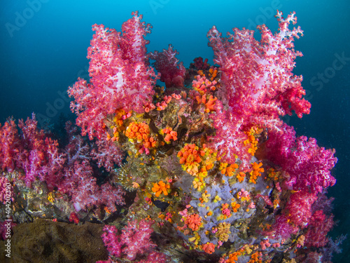 Carnation tree corals and Orange cup corals  Mergui archipelago  Myanmar 