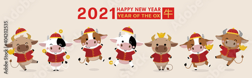 Happy Chinese new year greeting card. 2021 Ox zodiac. Cute cow in red costume and gold money. Animal holidays cartoon character. Translate: Ox. -Vector