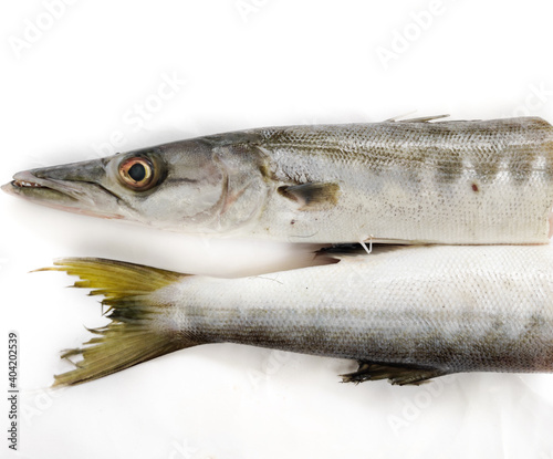 Fresh raw Barracuda Fish (cheelavu) head and tail isolated on a White background.Selective Focus. photo