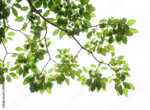 Tree leaf on white background