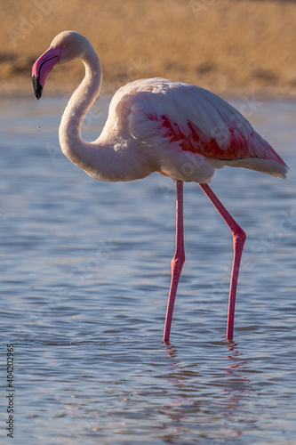 flamingo in Al Wathba Wetland Reserve In Abu Dhabi 