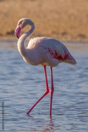 flamingo in Al Wathba Wetland Reserve In Abu Dhabi 