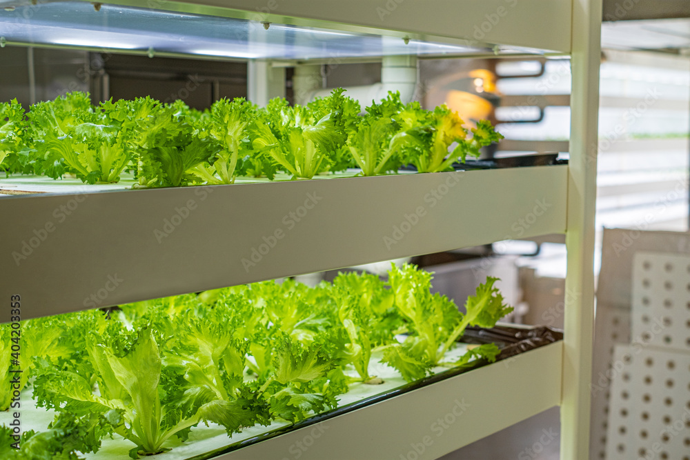 植物工場のイメージ 植物工場のイメージ