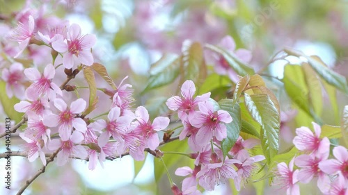 Beautiful Wild Himalayan Cherry blossom, Thai Sakura flower.