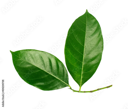 Jackfruit leaf isolated on white background  Top view.