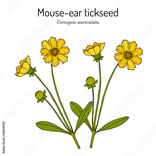 Mouse-ear tickseed Coreopsis auriculata , perennial plant,