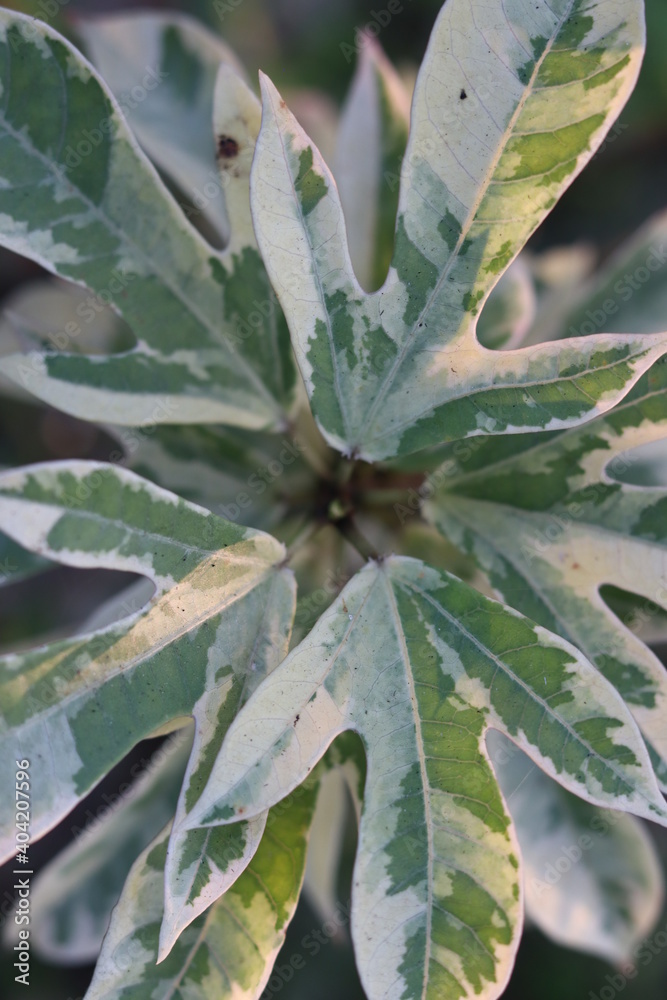 Beautiful leaves of Pata Bahar also known as Leaves out in a garden with green and yellow spots background
Beautiful leaves of Pata Bahar also known as Leaves out in a garden with green and yellow spots background