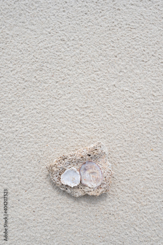 Shell stone on the sand beach 
