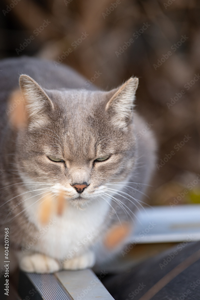 Obraz premium くつろぐ野良猫