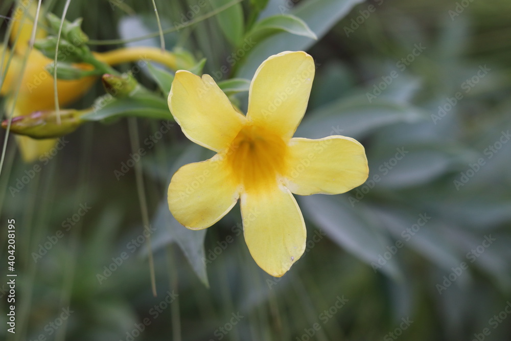 Hibiscus tiliaceus yellow flower nature background Hibiscus tiliaceus yellow flower nature background