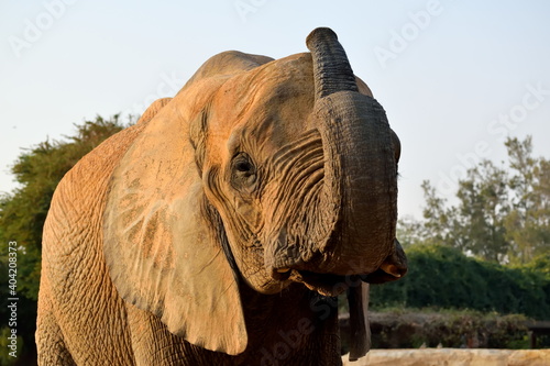 african elephant in zoo