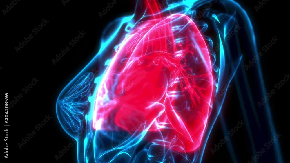 lungs pain on x ray scan, medicine 3D animation lungs pain on x ray scan, medicine 3D animation