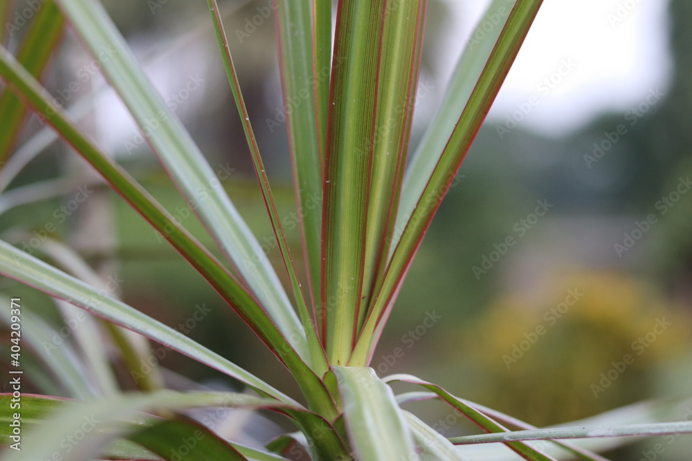 Fototapeta premium Beautiful leaves of Pata Bahar also known as Leaves out in a garden with red, green and yellow spots leaves 