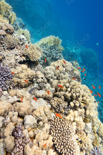 Fototapeta Naklejka Na Ścianę i Meble -  Colorful coral reef at the bottom of tropical sea, hard corals and fishes Anthias, underwater landscape