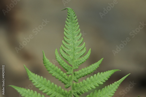 Silver Fern Image nature background