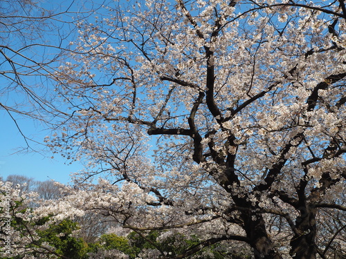 the beautiful cherry blossoms of yoyogi park in tokyo, JAPAN © Twill