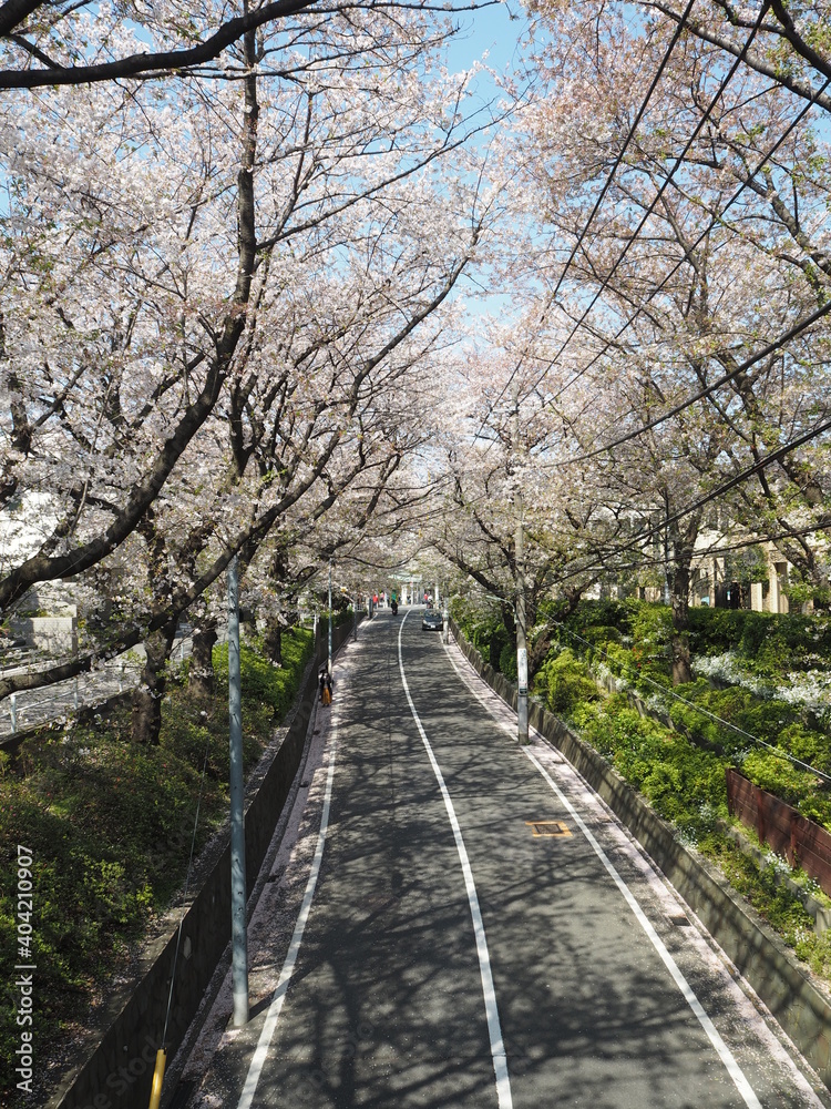 Sakurazaka, the famous cherry blossom trees in tokyo, JAPAN
