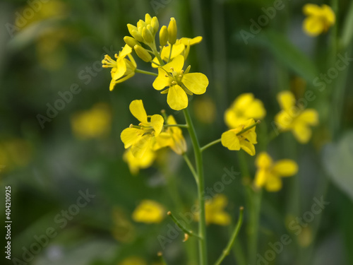 Very beautiful bright yellow mustard flowers in wintertime in India