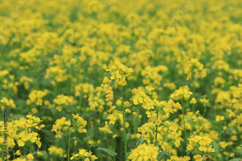 Beautiful yellow mustard flower in the fields 