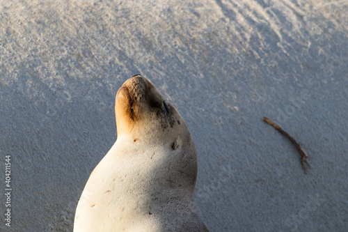 A sea lion sunning at St Clair Beach photo