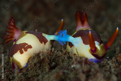 Colorful nudibranch mating sea slug on coral reef in Indonesia