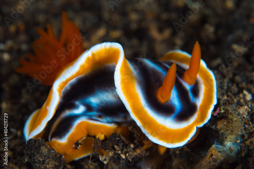 Colorful nudibranch sea slug on coral reef in Indonesia