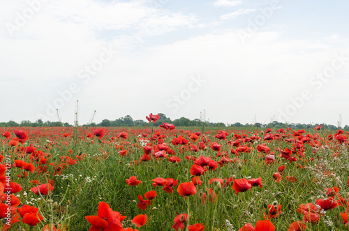 Obraz na płótnie Many red blossom poppies in a field w salonie