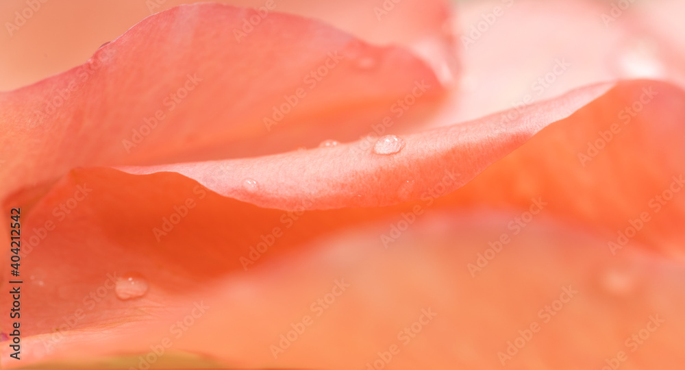 blurred petals of pink rose flowers with water drops for background and copy space