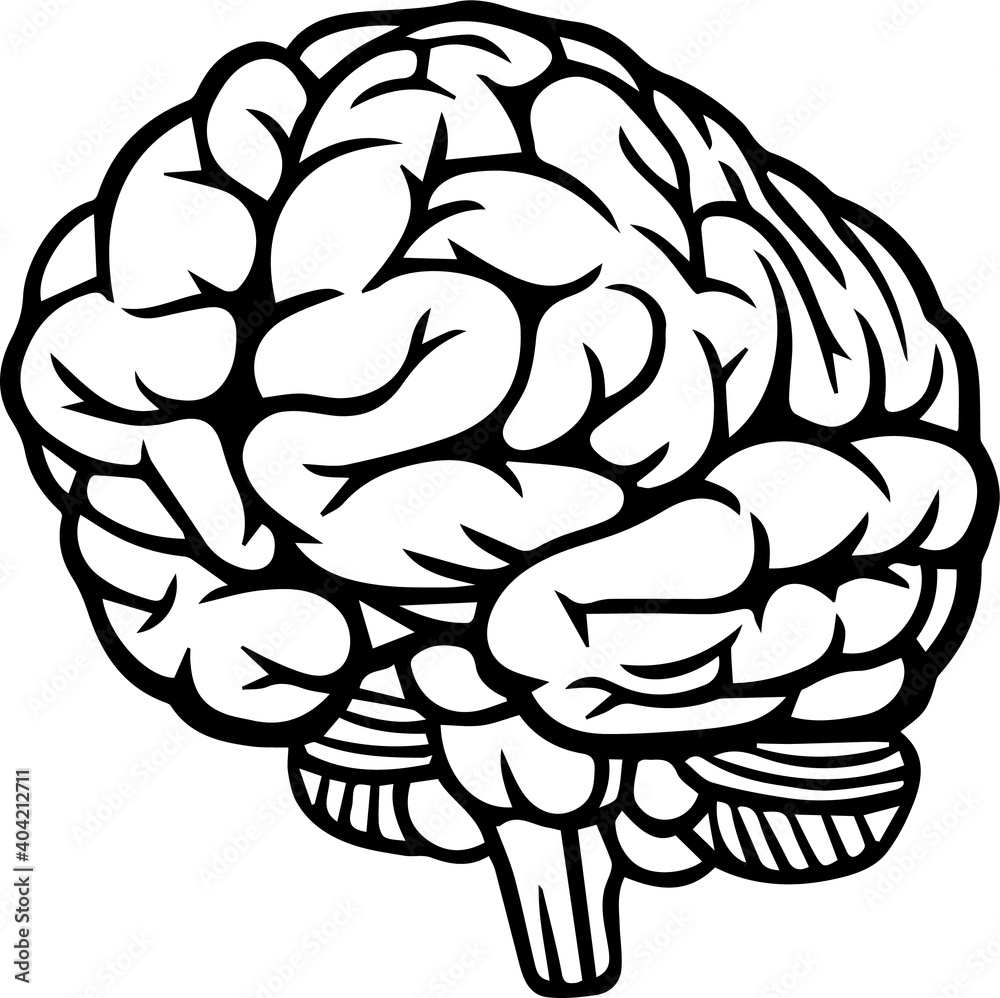 Vector outline of an illustration of the human brain on a white background Vector outline of an illustration of the human brain on a white background