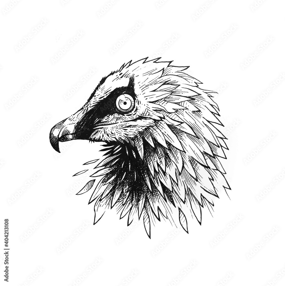 bearded vulture head drawing with black ink - etching design Stock ...
