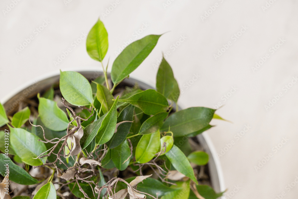 ficus Benjamin close-up with empty dry branches, partially discarded leaves. home plant care, selective focus ficus Benjamin close-up with empty dry branches, partially discarded leaves. home plant care, selective focus