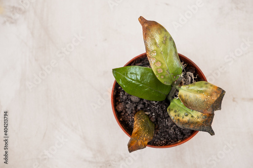 Zamioculcas the sprout is rotten and blackened, the plant is sick from overflow. Careless care of home plants, selective focus