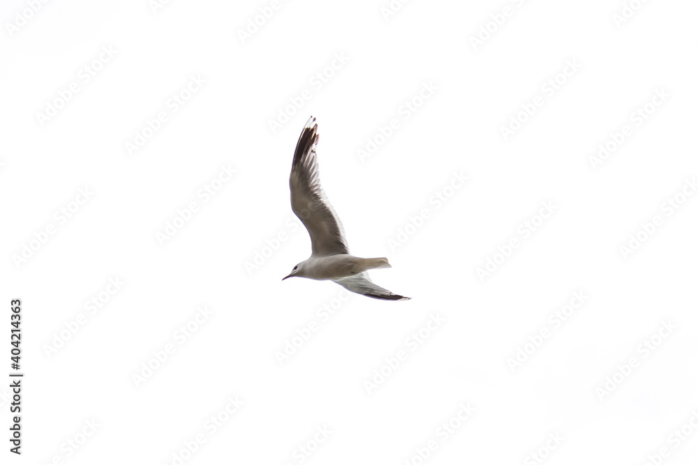 Obraz premium Soaring silhouette of a white sea gull bird with black feathers against a blue sky with spread wings flying high above the ground looking out for fish near the shore.
