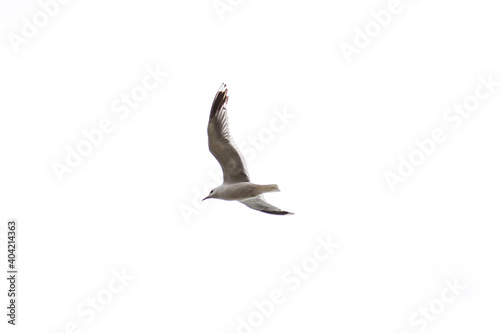 Soaring silhouette of a white sea gull bird with black feathers against a blue sky with spread wings flying high above the ground looking out for fish near the shore.