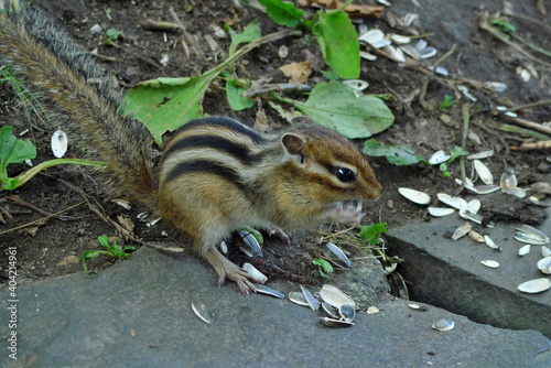 シマリス