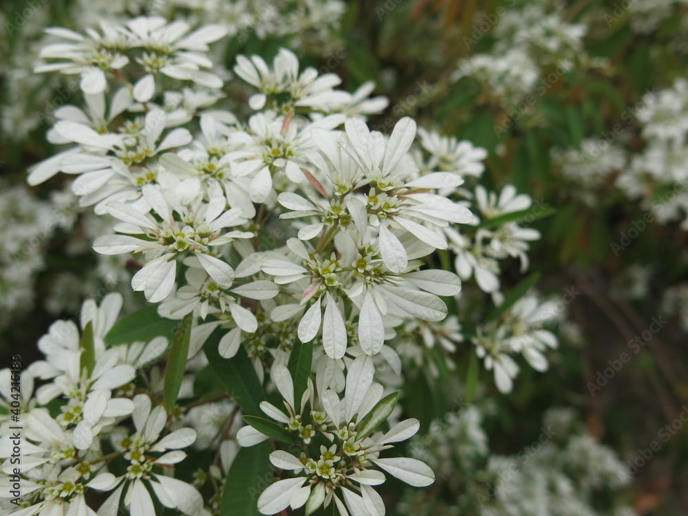 the white flowers are blooming in the winter the white flowers are blooming in the winter