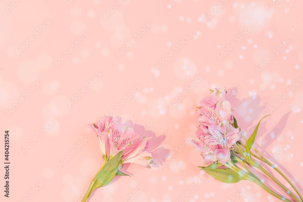 Alstroemeria pink on a pink background. The spring theme.