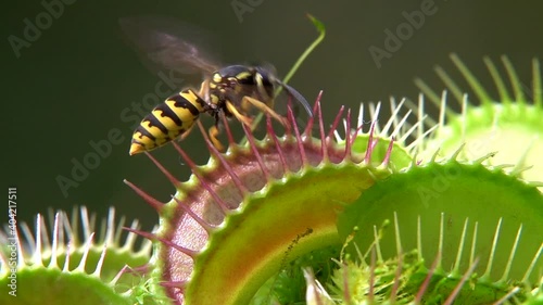 Venusfliegenfalle (Dionea muscipula) fängt Wespen