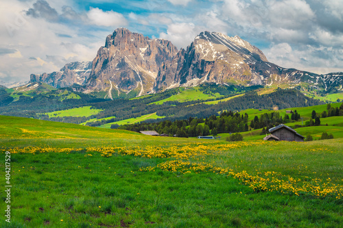 Spring scenery with green meadows and yellow dandelions, Dolomites, Italy