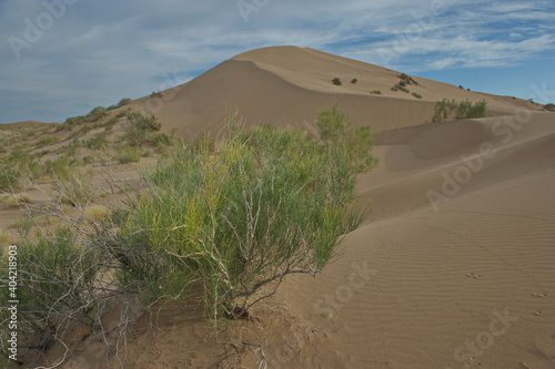 Almaty  Kazakhstan - 06.25.2013   Shrubs and small trees growing along the sand hills of the singing dune in the Altyn Emel Nature Reserve