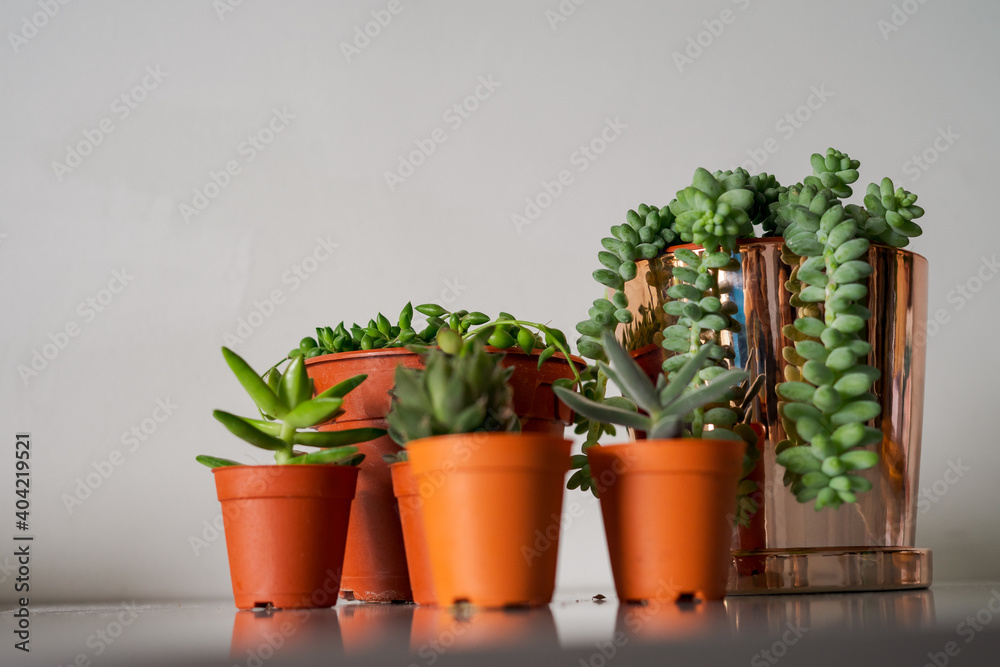 Succulents in different pots on the white background. Scandinavian hipster home decoration