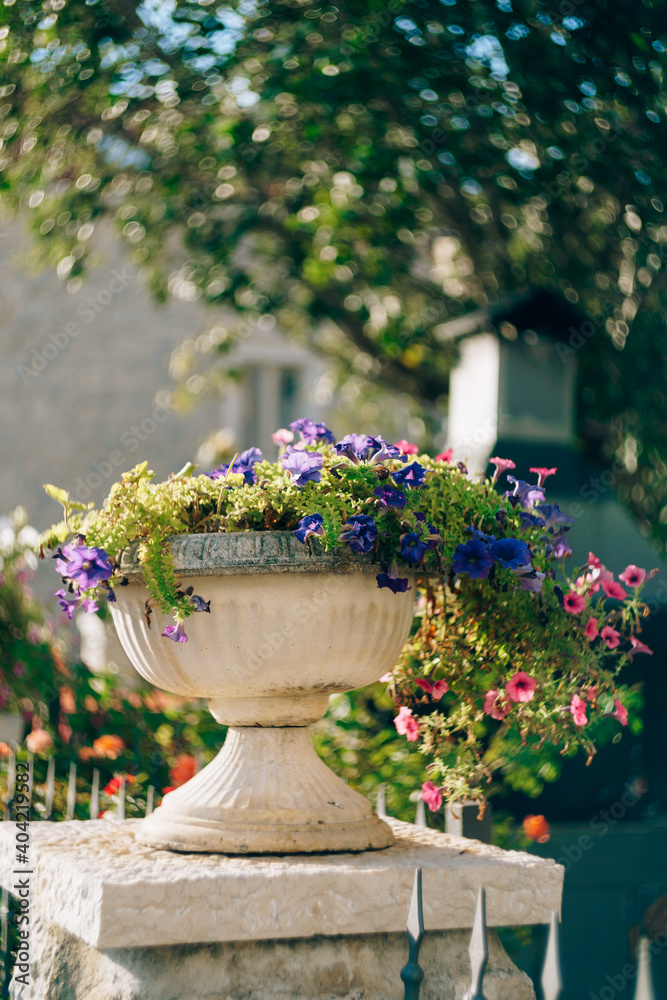 Petunia and lobelia in flower pots. Architectural flowerpots with flowers.  Stock Photo | Adobe Stock