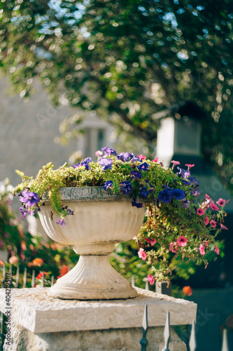 Petunia and lobelia in flower pots. Architectural flowerpots with flowers.