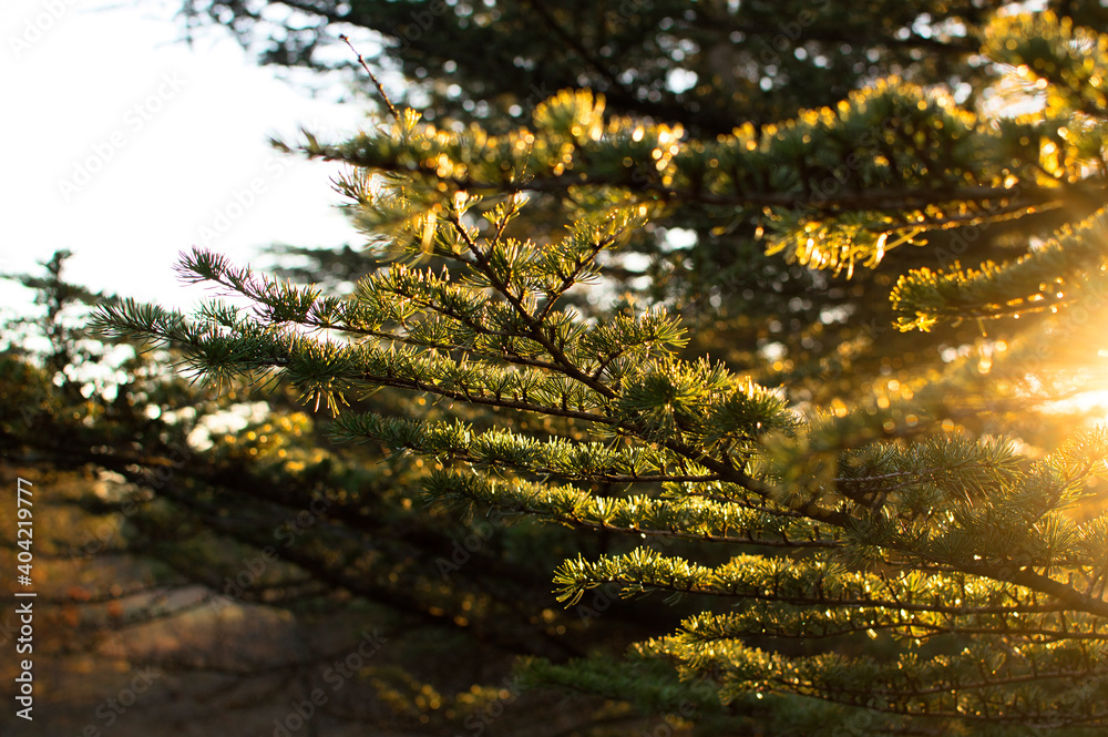 Forest sunbeams through trees view. Sunbeams forest. Sunrays in deep forest. Beautiful landscape. Forest sunbeams through trees view. Sunbeams forest. Sunrays in deep forest. Beautiful landscape.