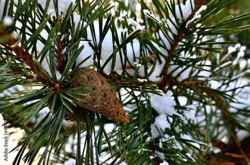 Fototapeta Naklejka Na Ścianę i Meble -  
Close up of a pine Tree Branch covered with Snow during Winter in Transylvania.