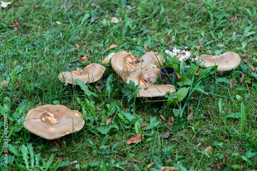 Mushroom boletus in forest in autumn, Sumava, Czech Republic