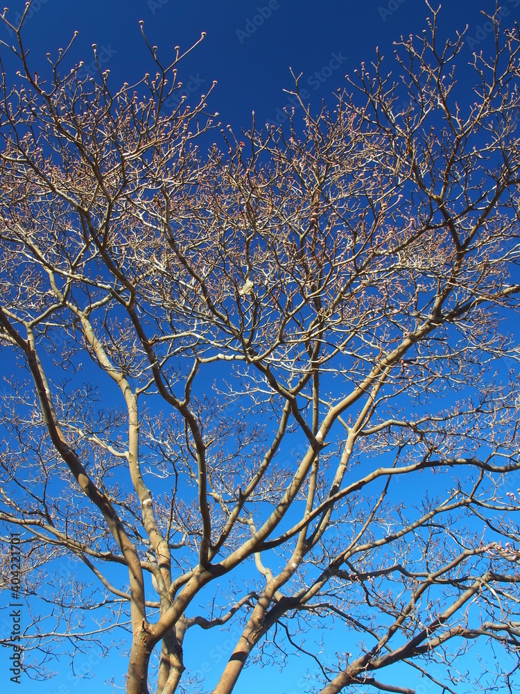 枯れ木の花水木と青空 枯れ木の花水木と青空